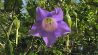 Chelonanthus purpurascens