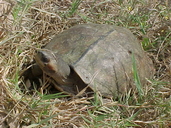 Brown River Turtle