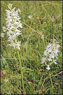 Dactylorhiza maculata ssp. transsilvanica
