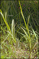 Dactylorhiza maculata ssp. transsilvanica