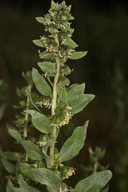 Iva axillaris ssp. robustior