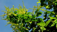 Gouania blanchetiana