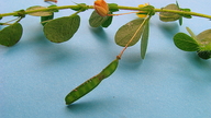 Chamaecrista rotundifolia var. rotundifolia