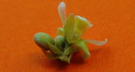 Trigonia nivea var. pubescens