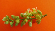 Trigonia nivea var. pubescens