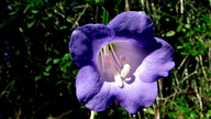 Chelonanthus purpurascens