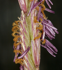 Spartina gracilis