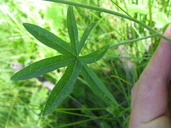 Sidalcea malviflora ssp. dolosa