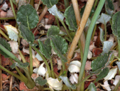 Eriogonum nudum var. westonii