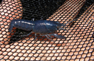 Blue Florida Crayfish