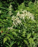 Aruncus dioicus var. acuminatus