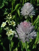 Allium schoenoprasum var. sibiricum