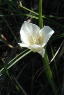 Pointed-tip Mariposa Lily