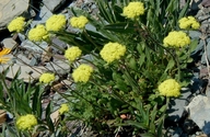 Alpine Golden Buckwheat