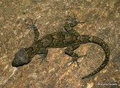 Cyrtodactylus soba