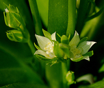 Swertia umpquaensis