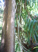 Cunninghamia lanceolata