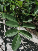 Sorbus californica