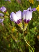 Gilia tricolor ssp. tricolor