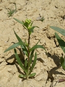 Lepidium jaredii ssp. album