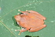 Pseudophilautus folicola