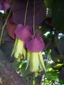 Passiflora membranacea