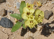 Chylismia claviformis ssp. peirsonii