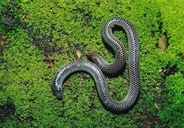 Peters' Philippine Shield-tailed Snake