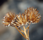 Bahiopsis reticulata