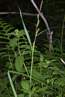 Carex amplifolia