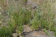 Chenopodium fremontii