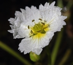 Damasonium californicum