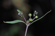 Phacelia racemosa