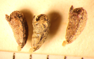 Deinandra increscens ssp. villosa