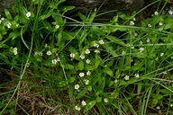 Moehringia macrophylla