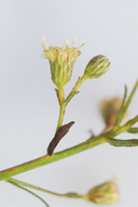 Baccharis plummerae ssp. glabrata