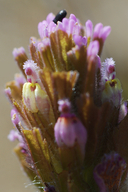 Castilleja exserta ssp. latifolia
