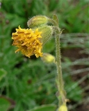Arnica parryi