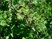Ribes howellii