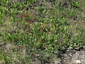 Leptarrhena pyrolifolia