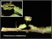 Trimeresurus malabaricus