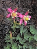 Aquilegia pubescens