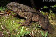 Asian Giant Toad