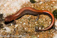 Southern Red-backed Salamander