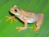 Dendropsophus microcephalus