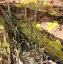 Muhlenbergia richardsonis