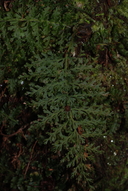 Vandenboschia cyrtotheca