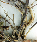 Astragalus pulsiferae var. pulsiferae