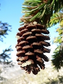 Bristle Cone Pine