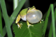 Hyla squirella